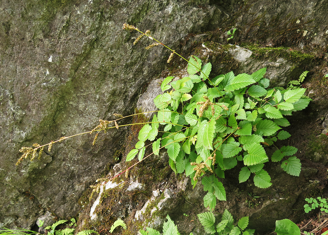 Image of Aruncus parvulus specimen.