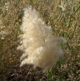 Phragmites australis