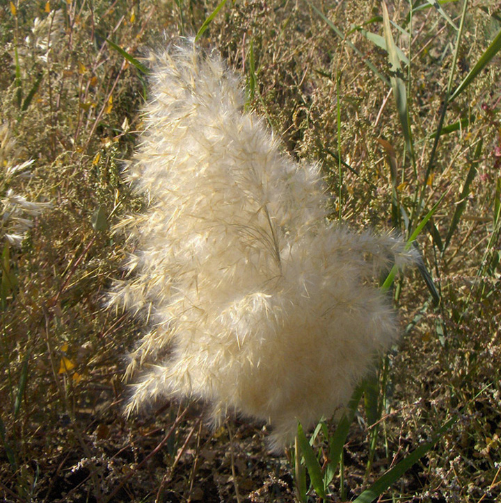 Изображение особи Phragmites australis.