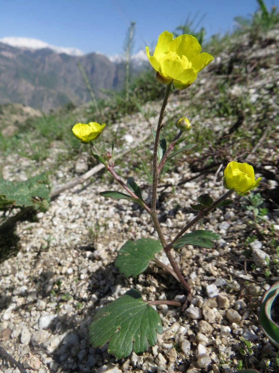 Изображение особи Ranunculus czimganicus.