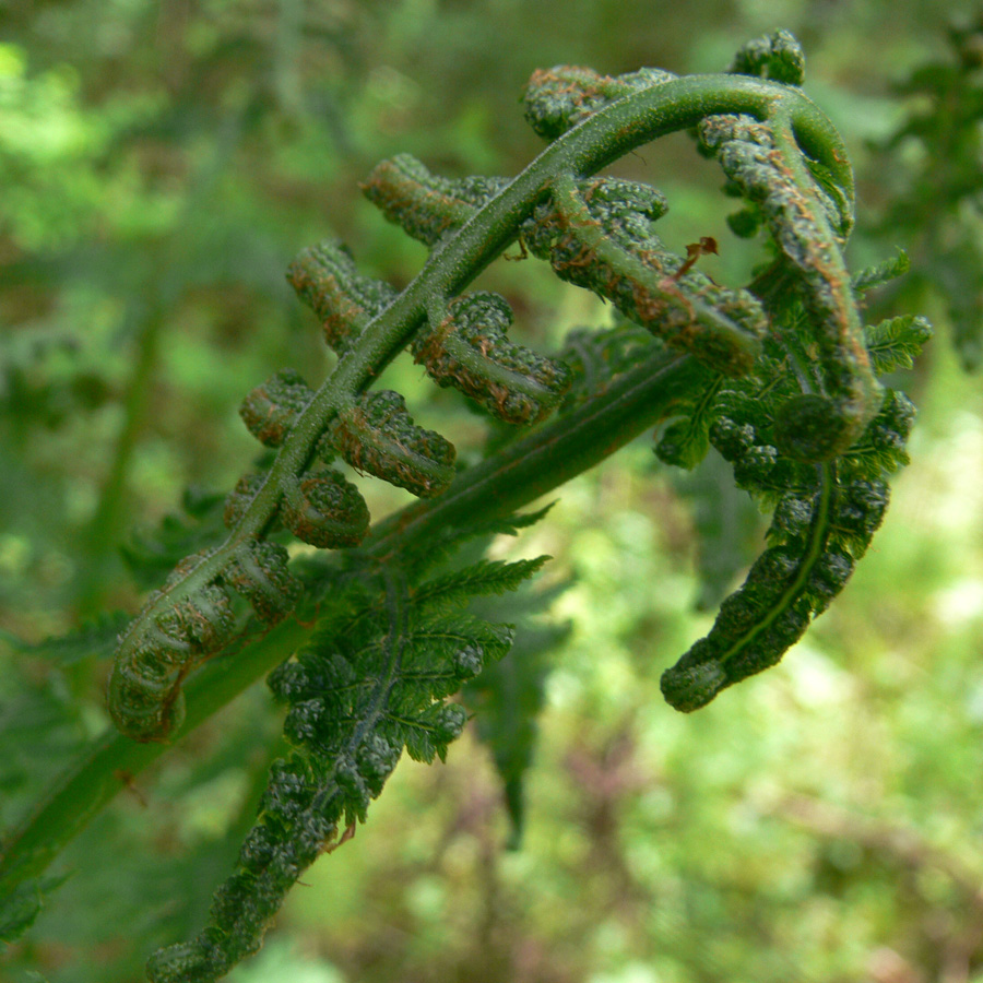 Image of Athyrium filix-femina specimen.