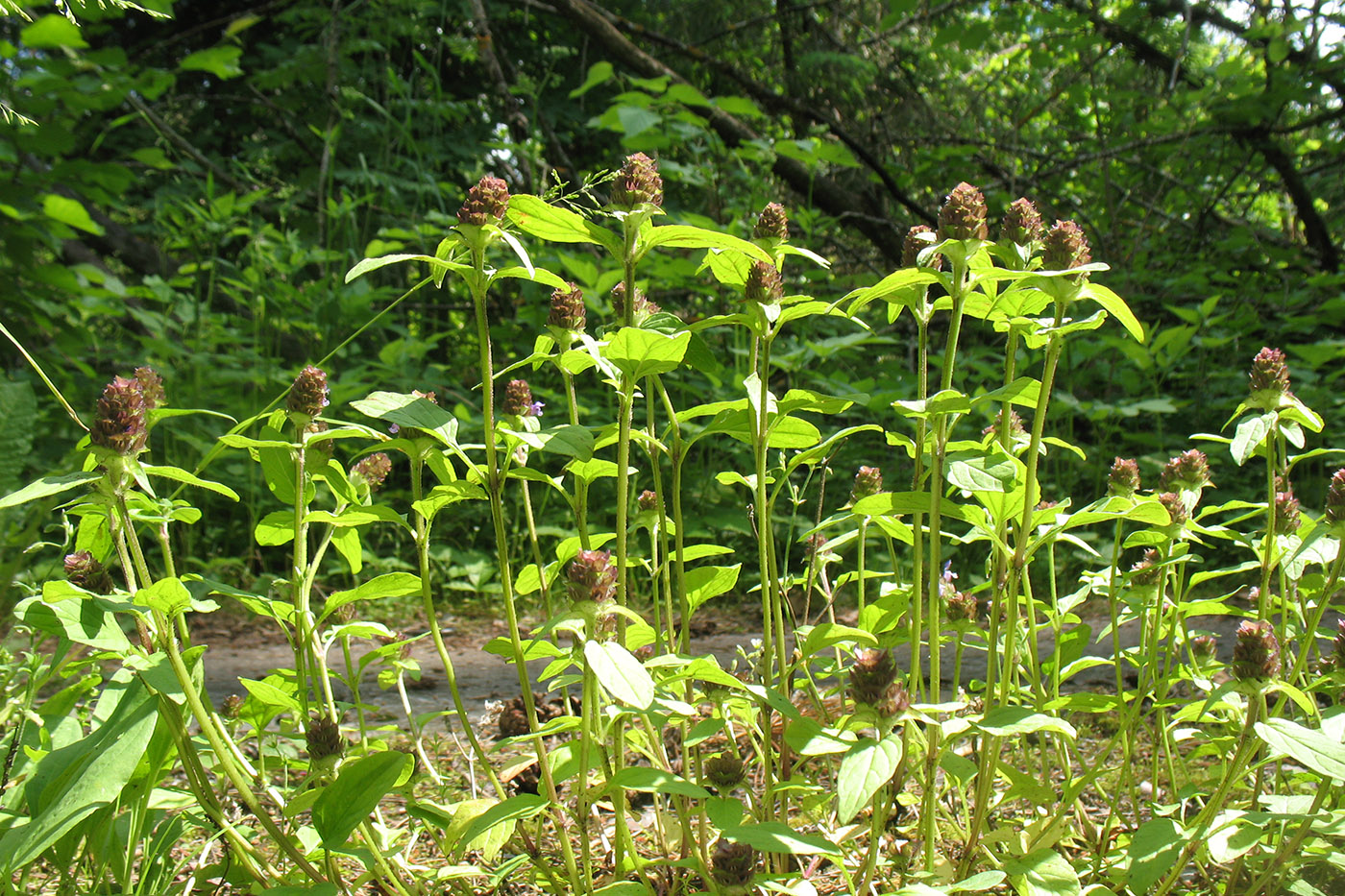 Image of Prunella vulgaris specimen.