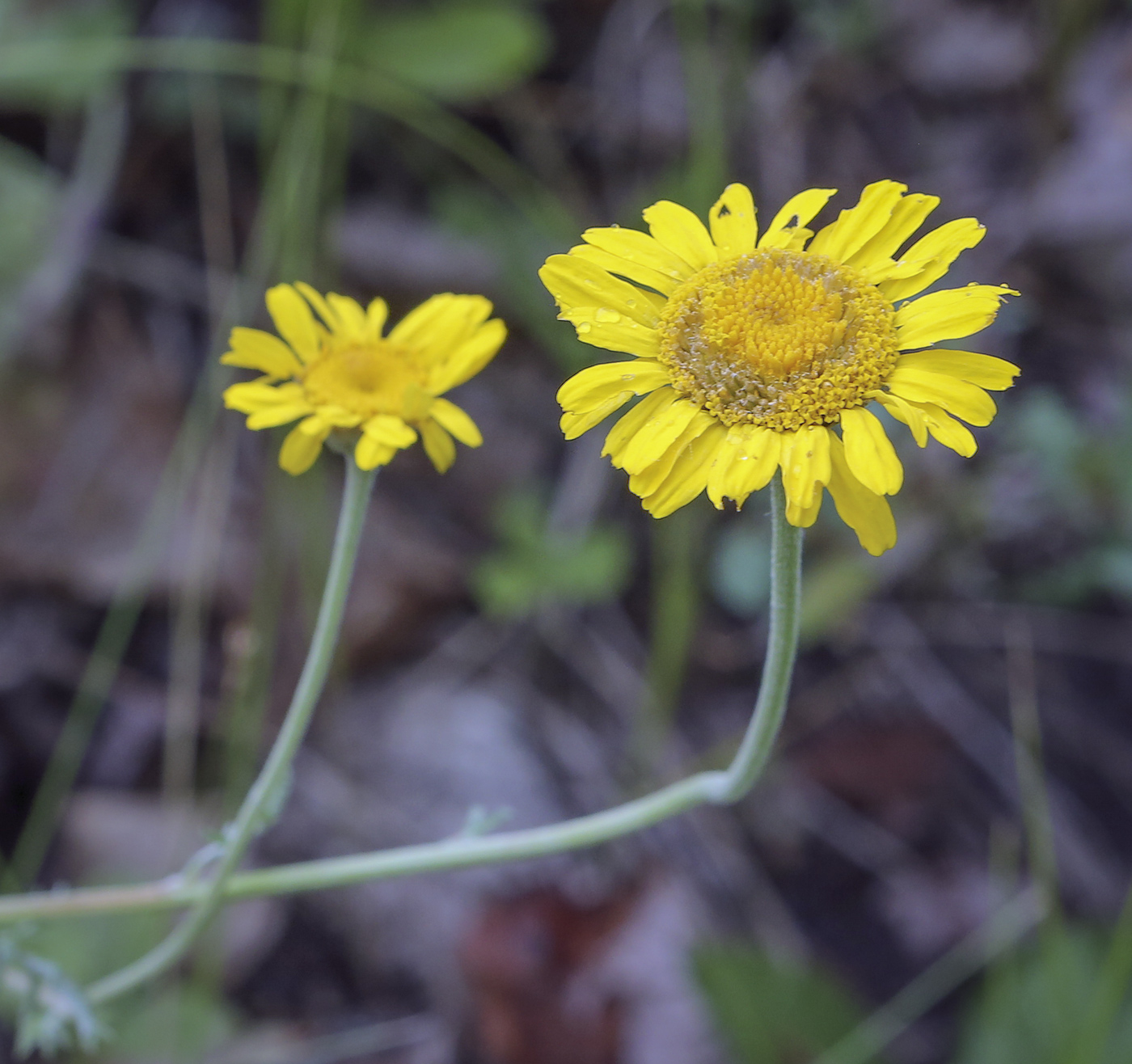 Image of Anthemis tinctoria specimen.