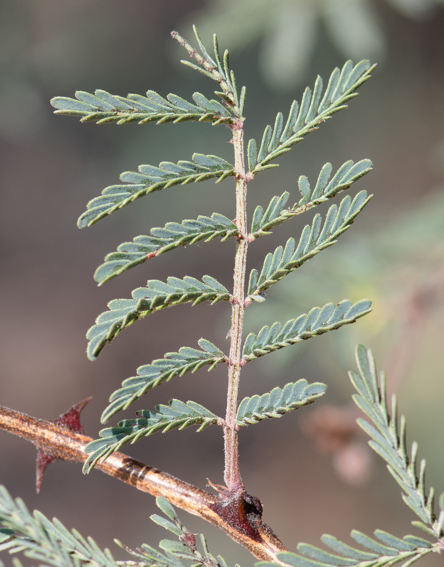 Image of Mimosa aculeaticarpa specimen.