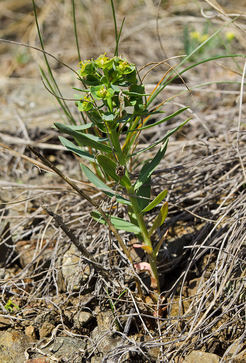 Image of genus Euphorbia specimen.