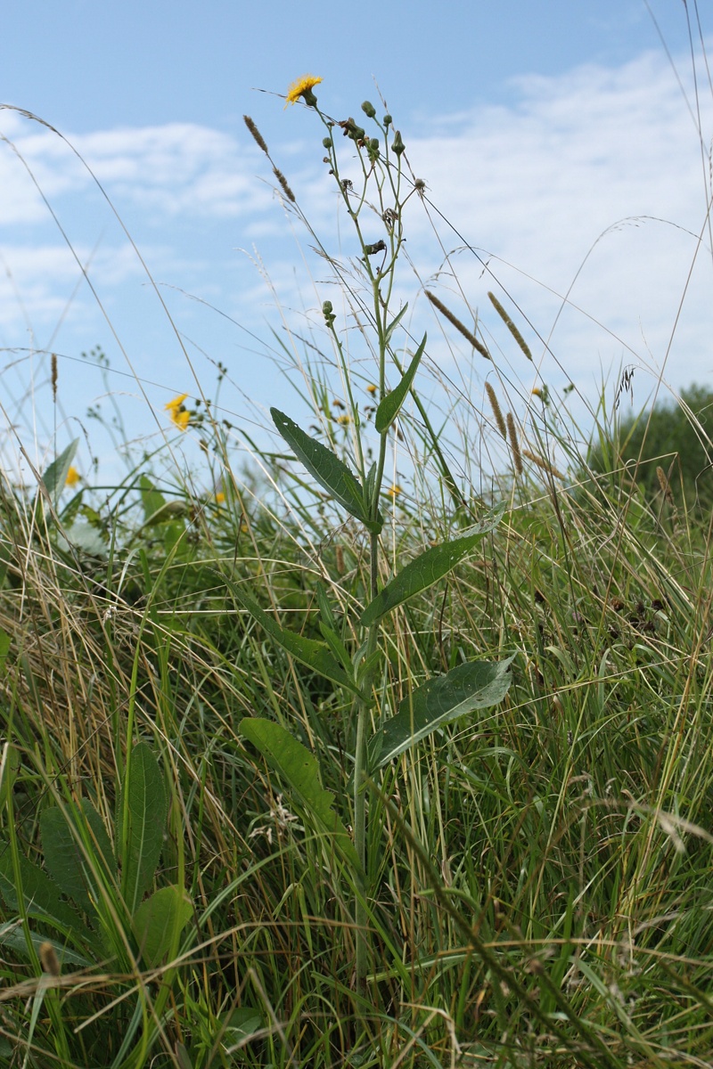 Image of Sonchus arvensis ssp. uliginosus specimen.