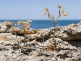 Cerastium brachypetalum подвид tauricum. Плодоносящие растения. Крым, Керченский п-ов, Ленинский р-н, окр с. Осовины, мыс Хрони, пляж, в трещинах прибрежной известняковой скалы. 28.05.2021.