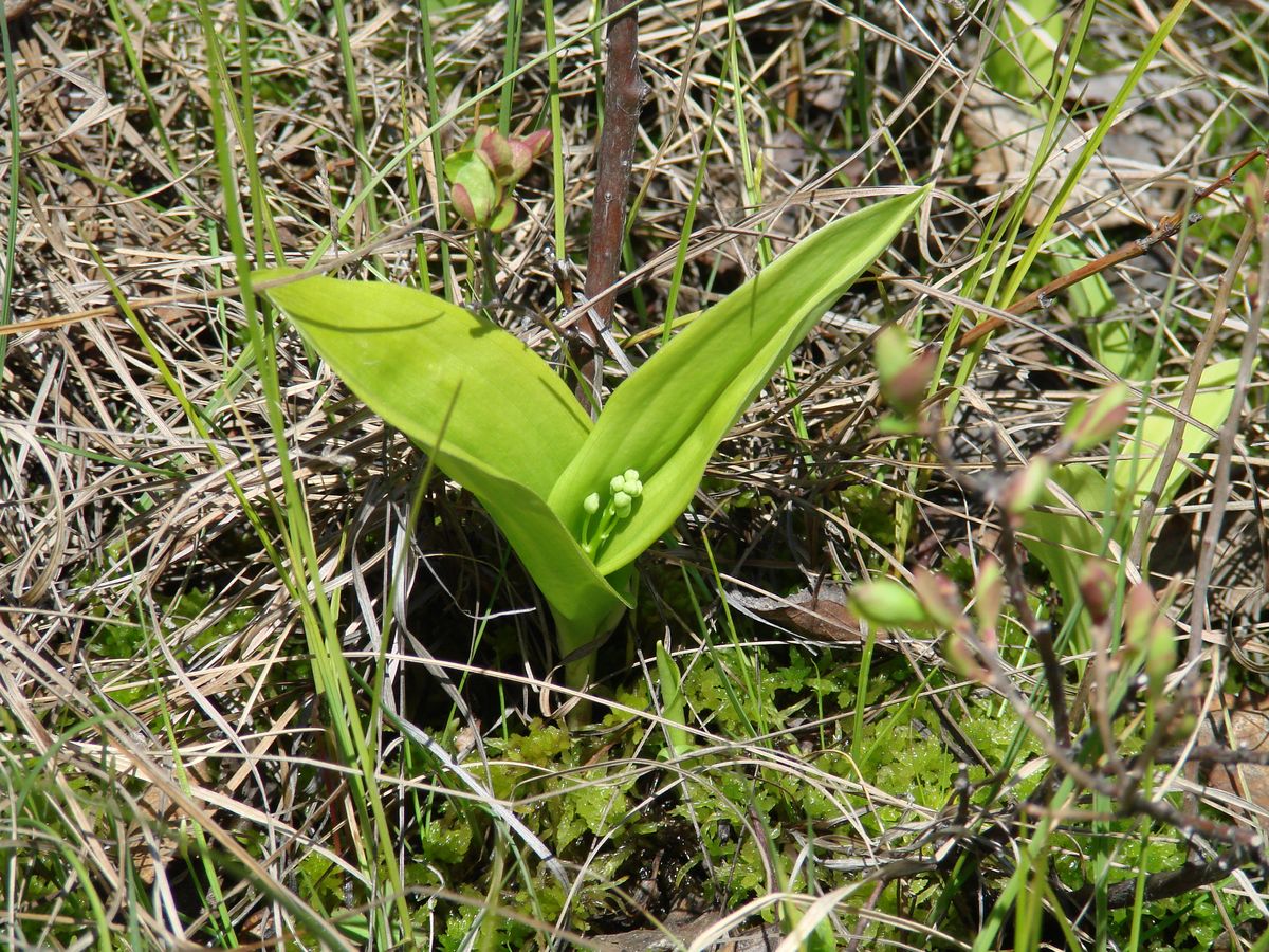 Image of Smilacina trifolia specimen.