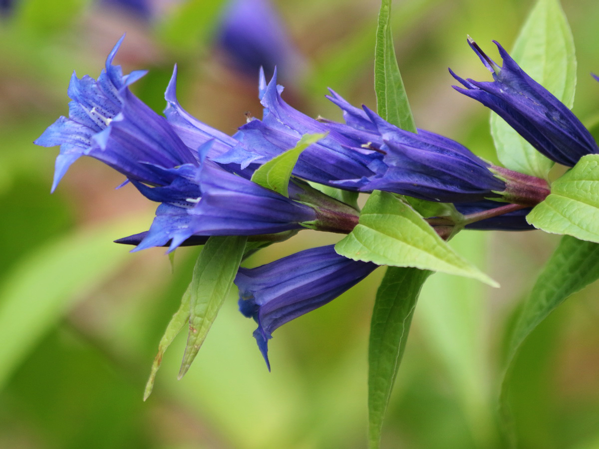 Изображение особи Gentiana schistocalyx.