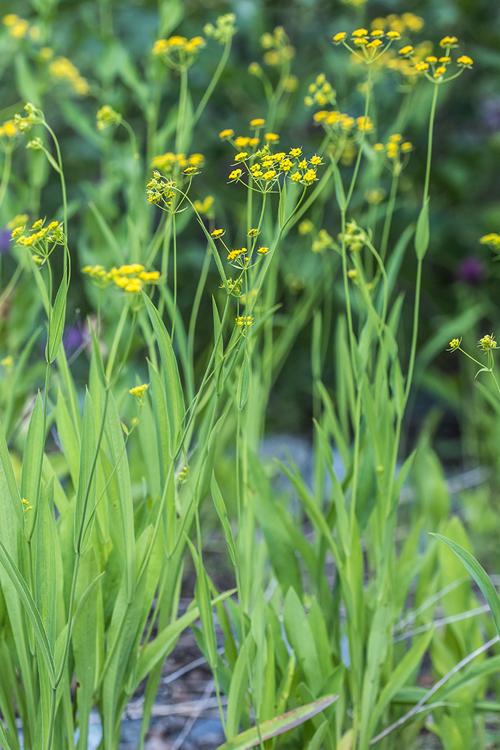 Image of Bupleurum polyphyllum specimen.