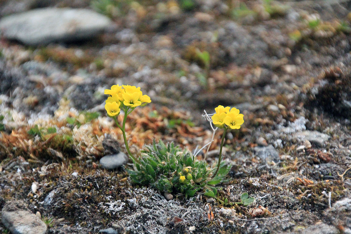 Image of genus Draba specimen.