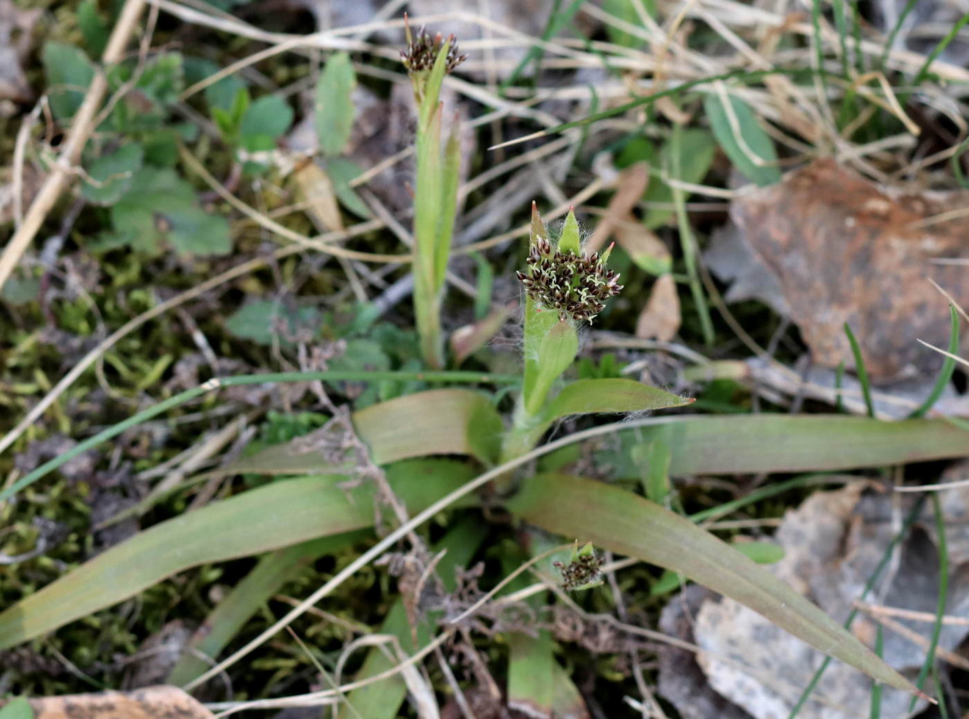 Image of Luzula pilosa specimen.