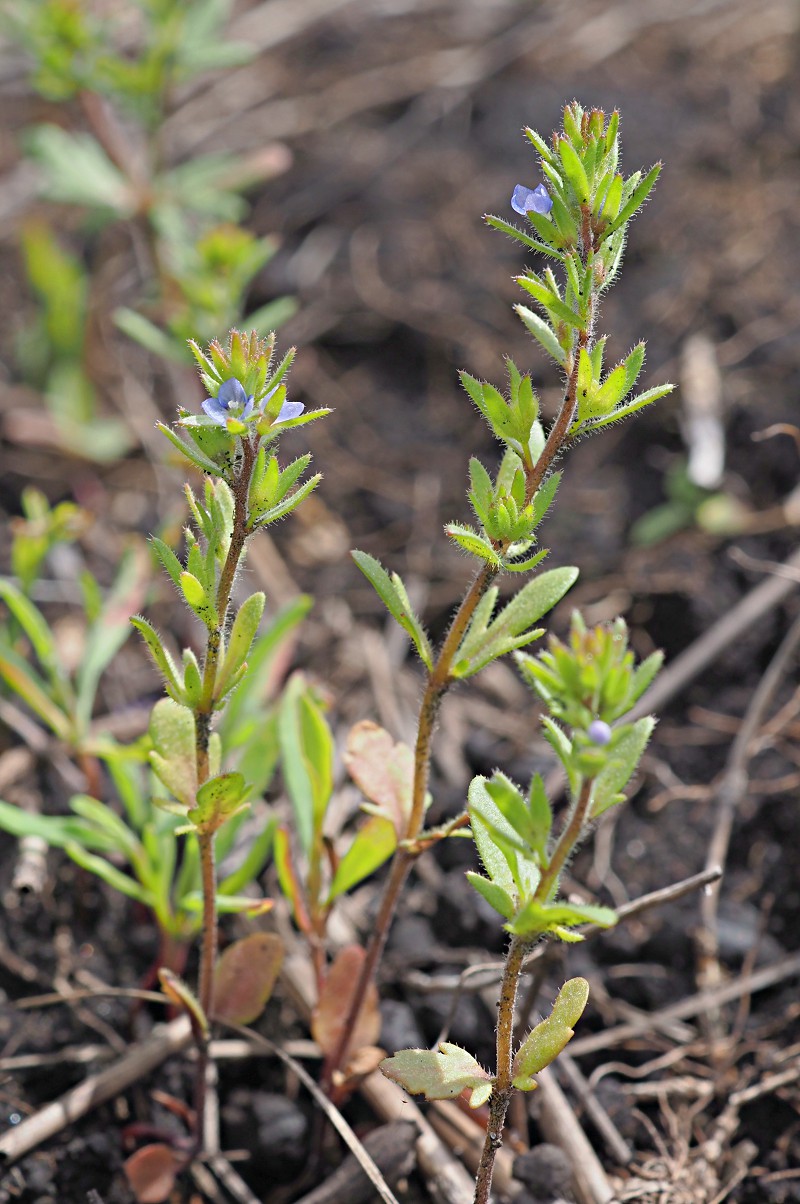 Image of Veronica verna specimen.