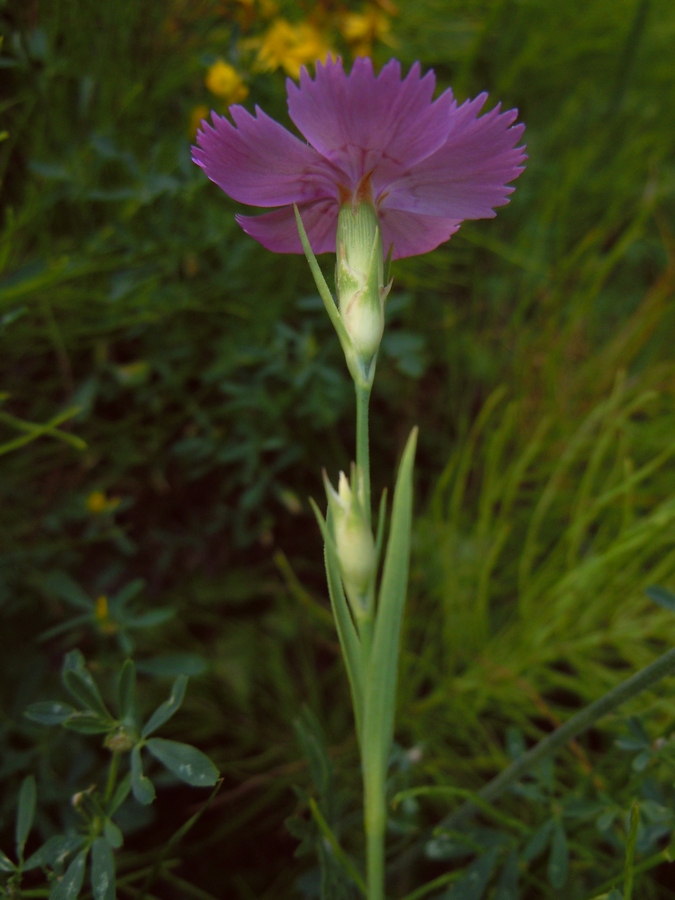 Image of Dianthus pratensis specimen.