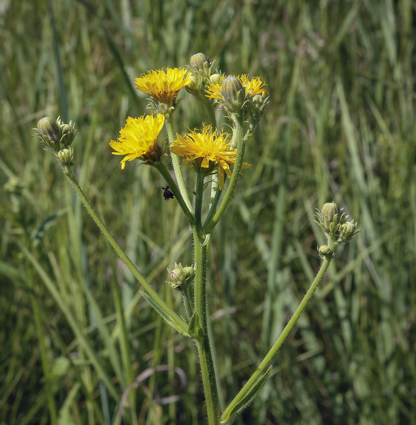 Image of Picris hieracioides specimen.