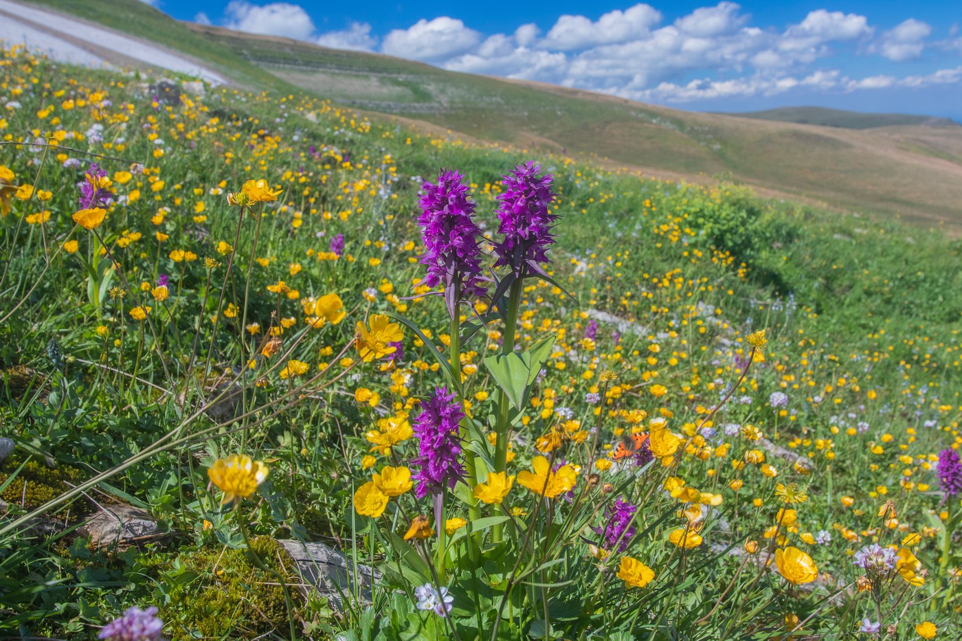 Изображение особи Dactylorhiza euxina.