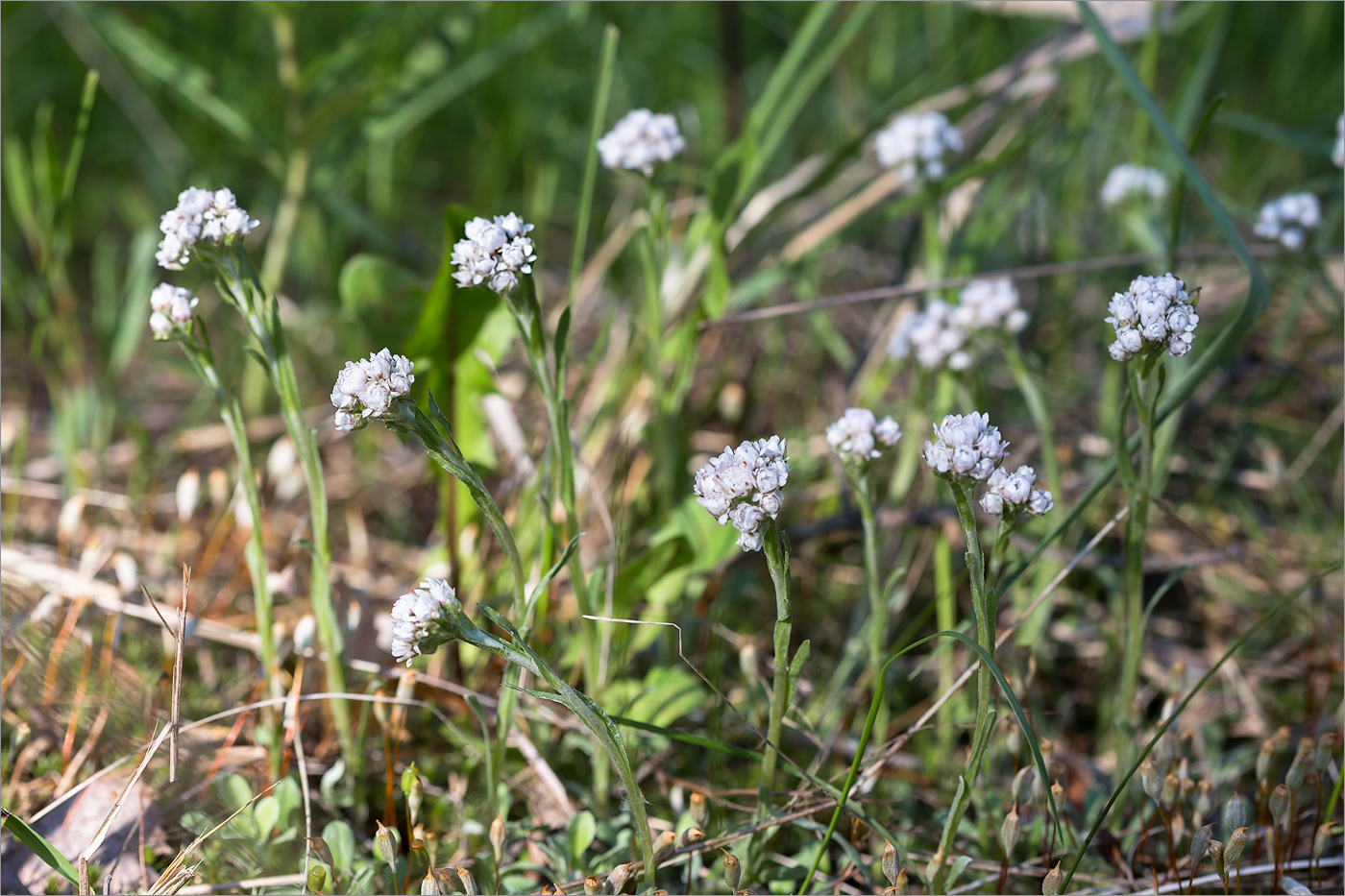 Image of Antennaria dioica specimen.