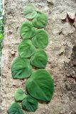 Rhaphidophora korthalsii. Вегетирующее растение. Малайзия, штат Саравак, национальный парк \"Бако\". 29.04.2008.