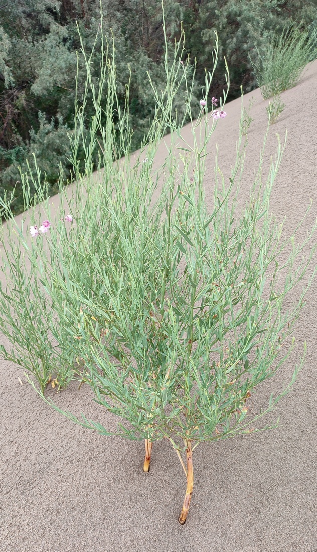 Изображение особи Poacynum pictum.