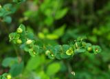 Euphorbia stricta