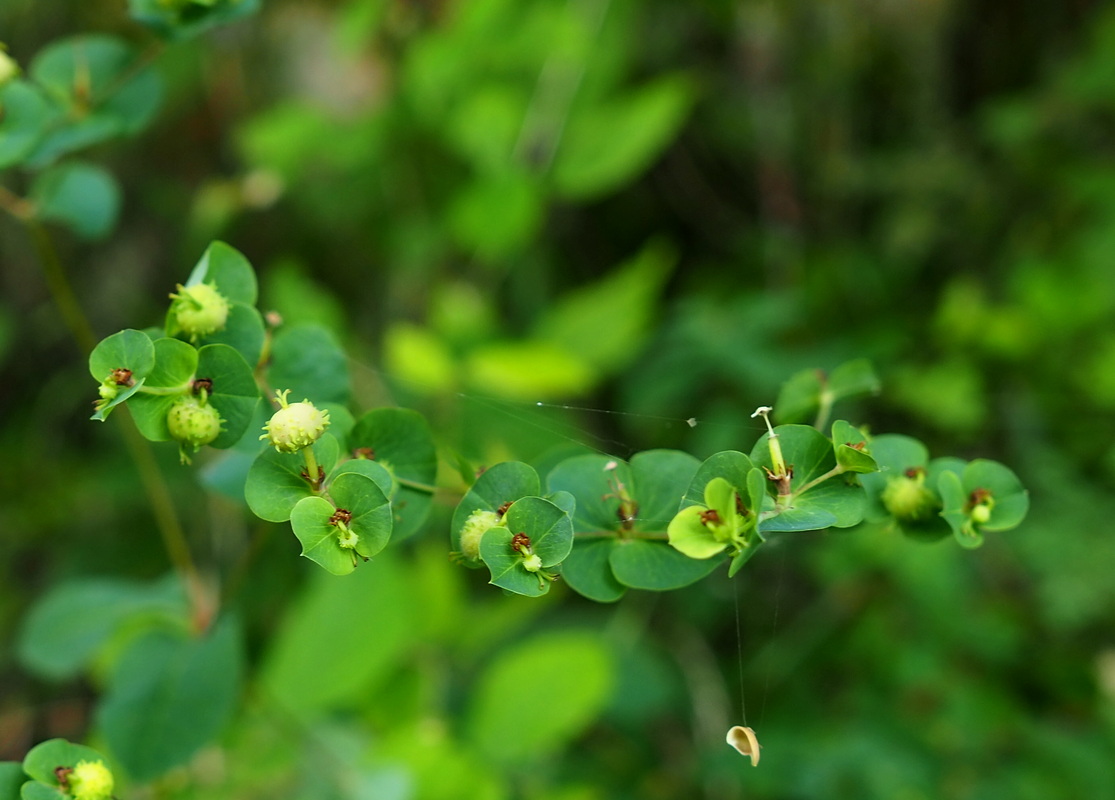 Изображение особи Euphorbia stricta.