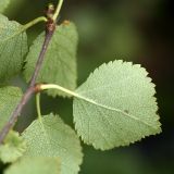 Betula czerepanovii. Лист (вид снизу). Мурманск, берёзовое мелколесье близ Горелой сопки. 08.08.2010.