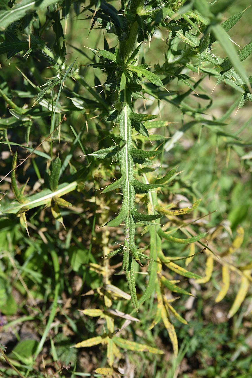 Изображение особи род Cirsium.