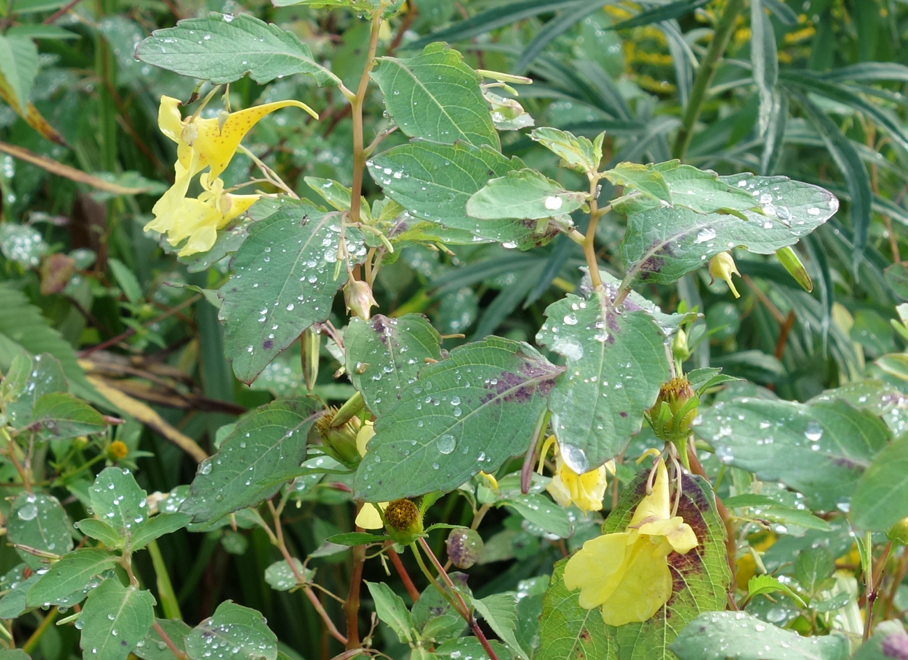 Image of Impatiens noli-tangere specimen.