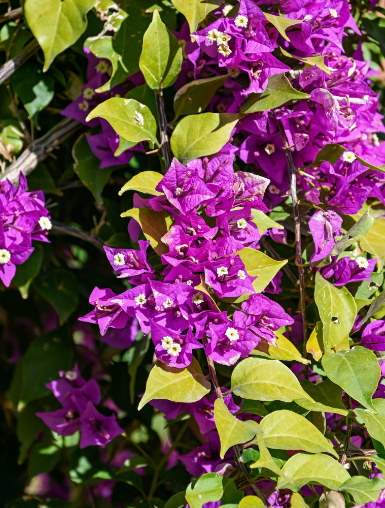 Изображение особи Bougainvillea glabra.