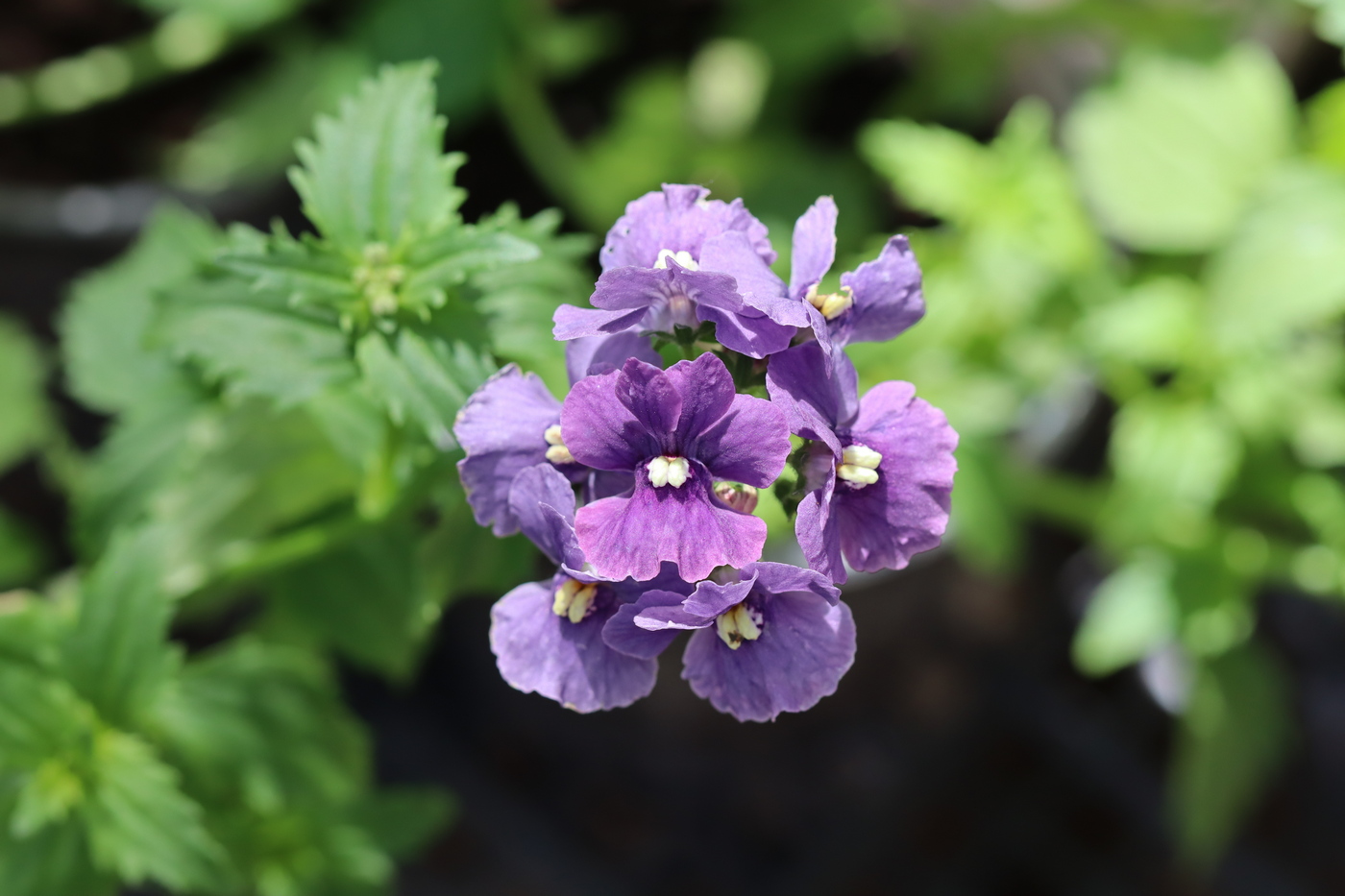 Изображение особи Nemesia caerulea.