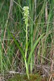 Dactylorhiza ochroleuca