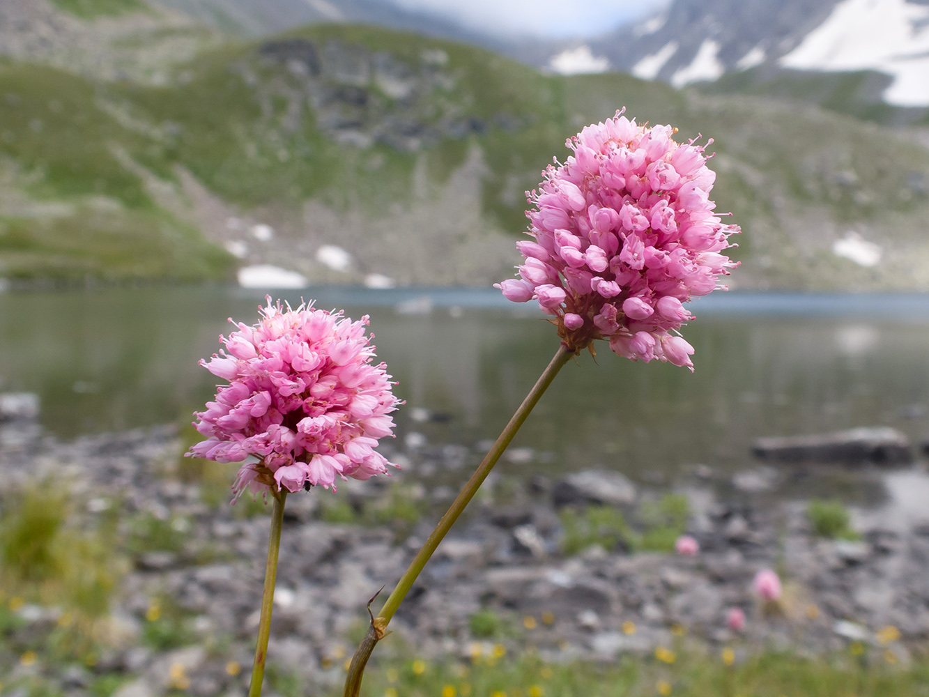 Изображение особи Bistorta carnea.