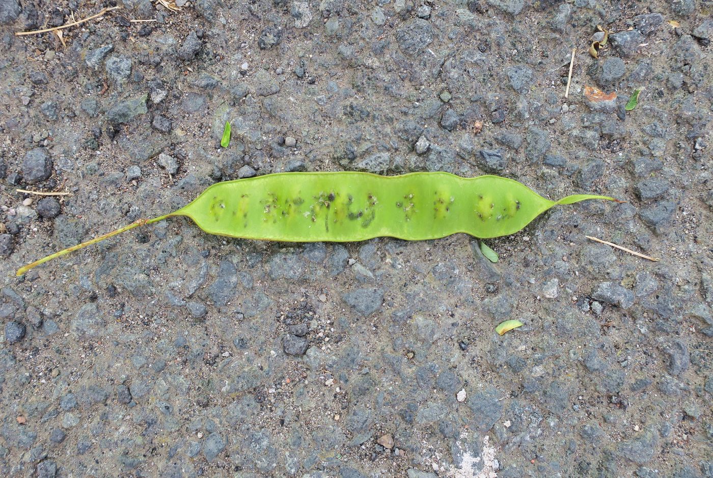 Image of Albizia julibrissin specimen.