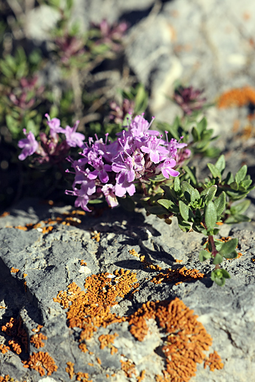 Изображение особи Thymus incertus.