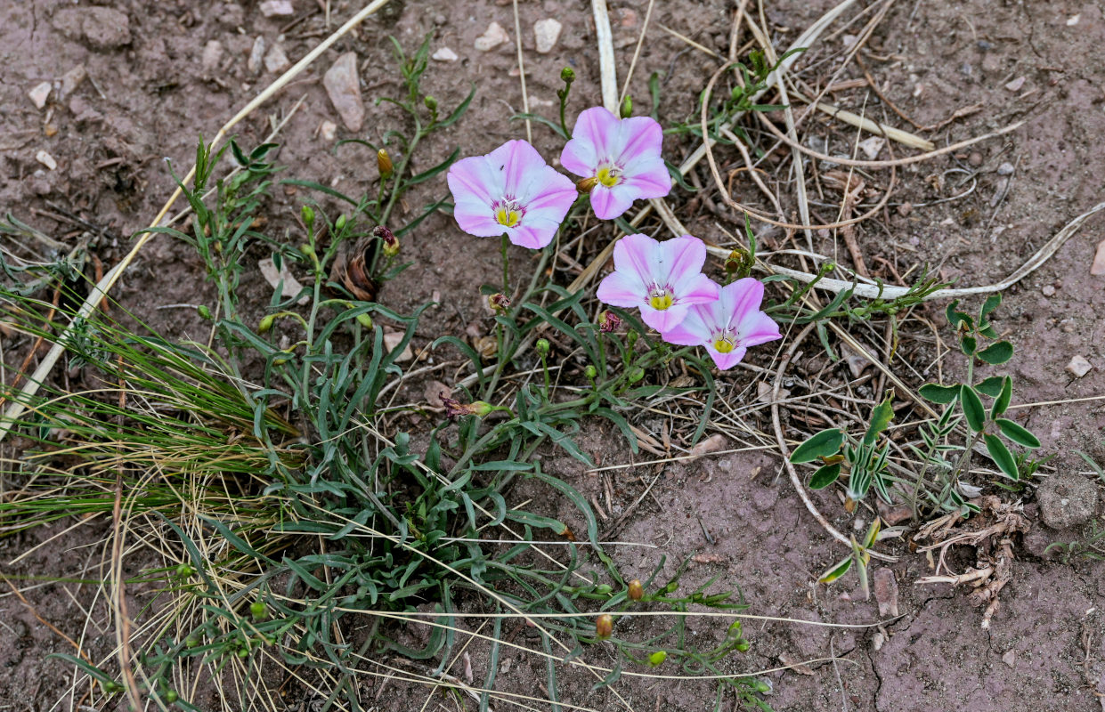 Image of Convolvulus chinensis specimen.