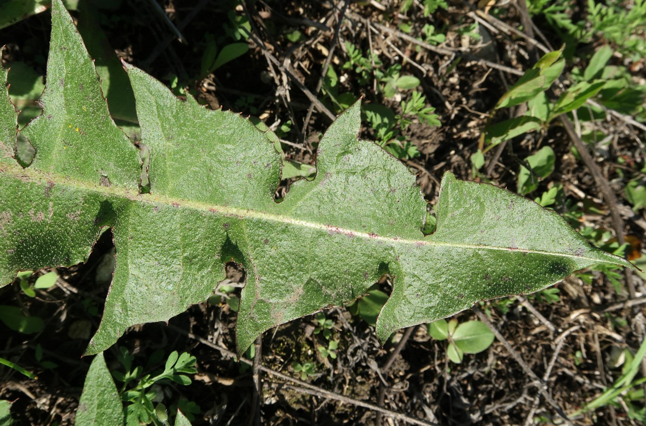 Image of genus Taraxacum specimen.