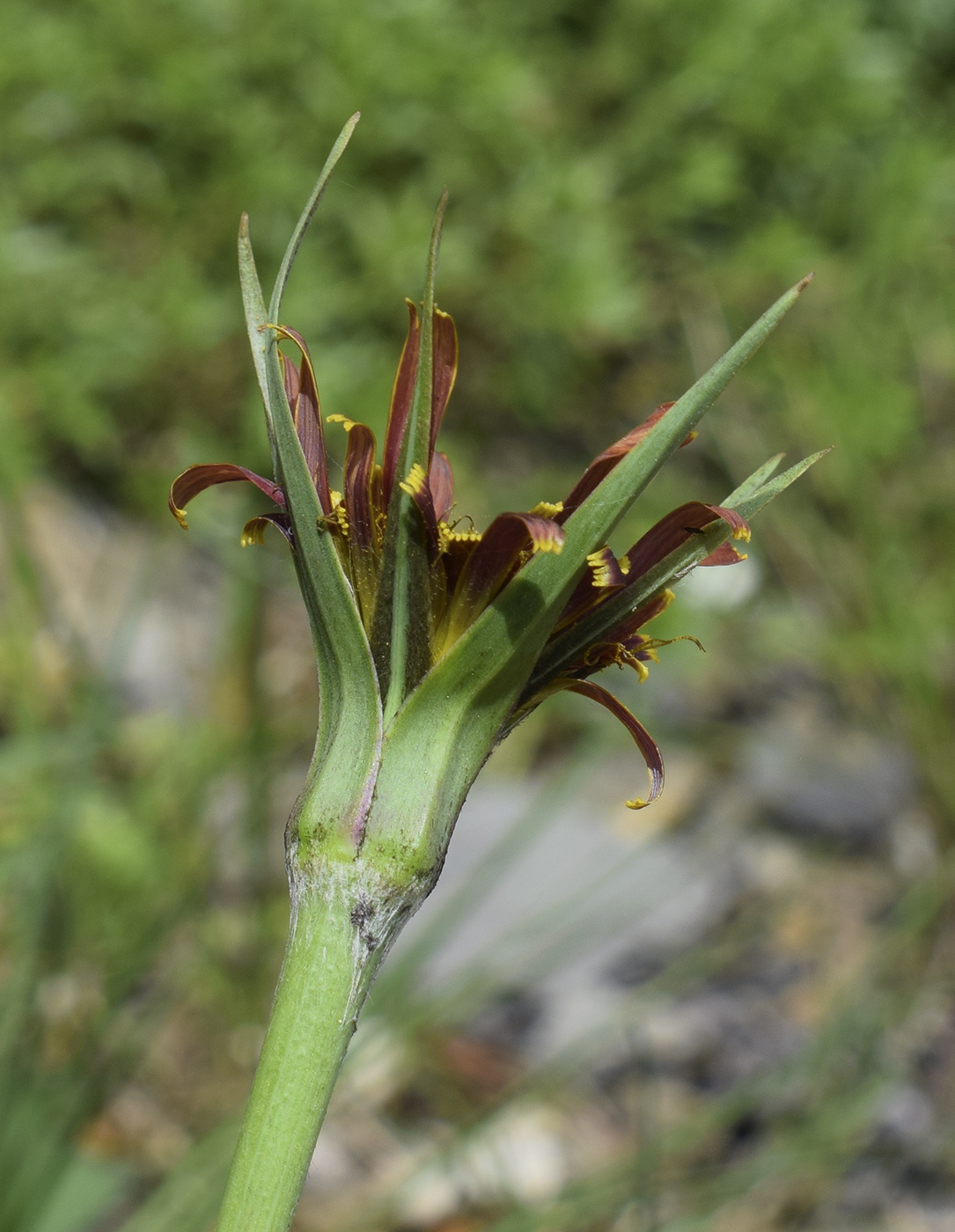 Image of Tragopogon crocifolius specimen.