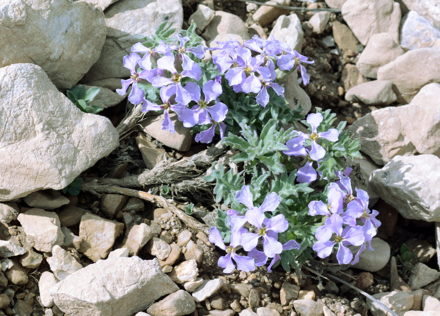 Image of Parrya turkestanica specimen.