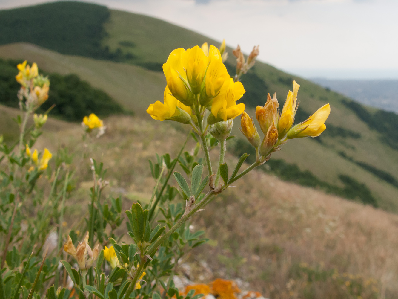 Image of Medicago falcata specimen.