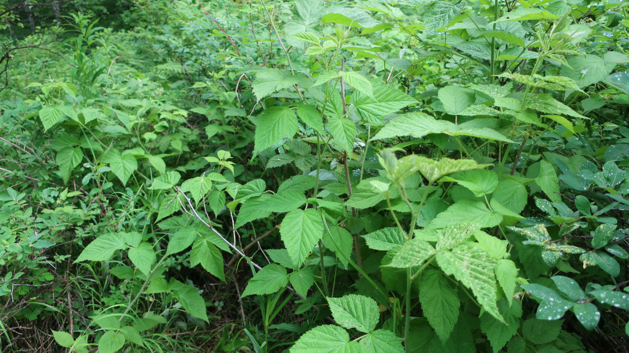 Image of Rubus matsumuranus specimen.