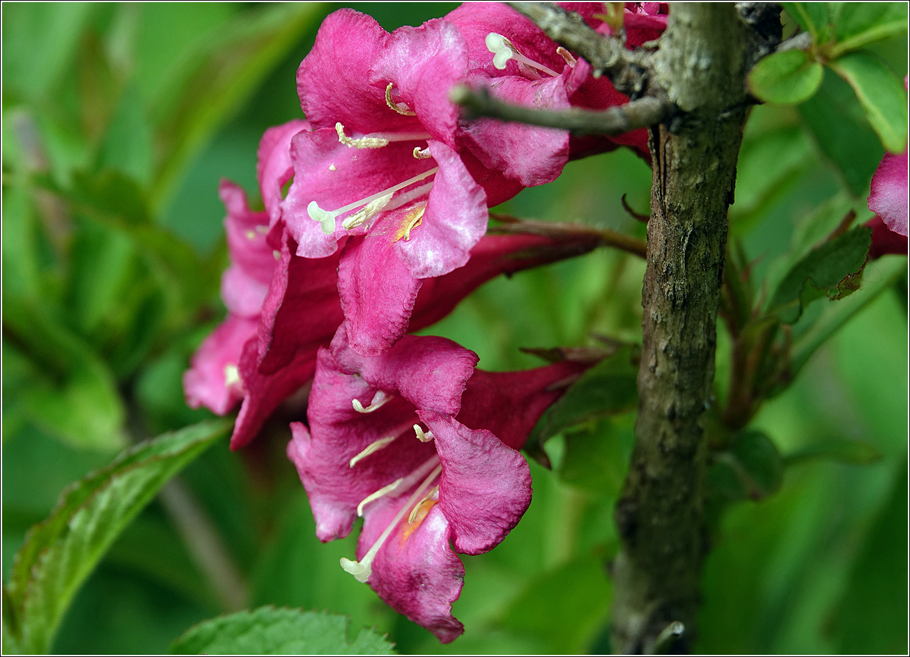 Image of Weigela hybrida specimen.