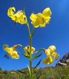 Lilium monadelphum. Соцветие. Карачаево-Черкесия, Карачаевский р-н, Большой Кавказ, правый борт долины р. Узункол, юго-западный склон горы Чатбаши, ≈ 2600 м н.у.м., субальпийский луг. 26.07.2023.