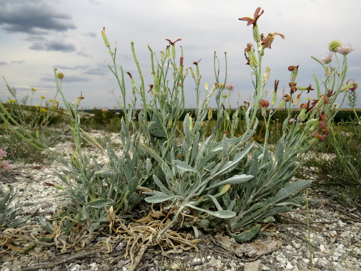 Изображение особи Matthiola fragrans.