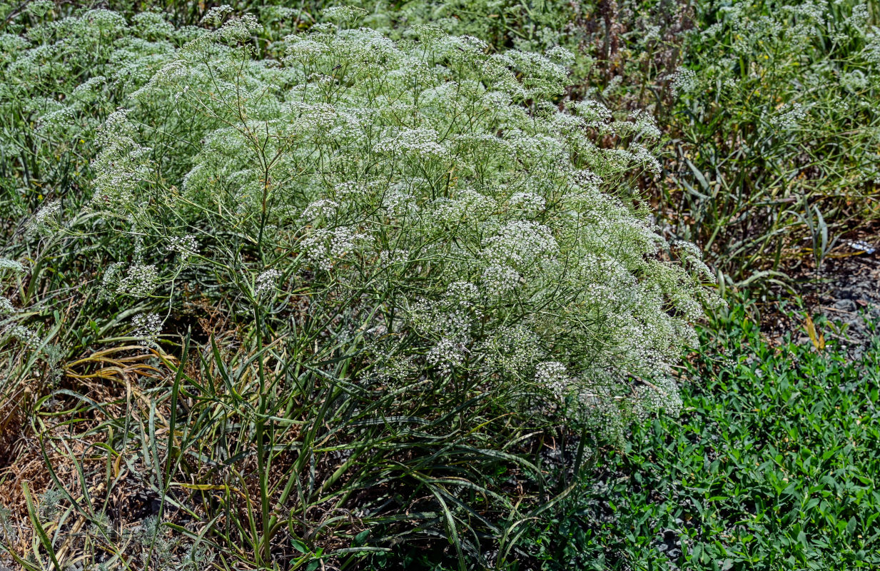 Image of Falcaria vulgaris specimen.