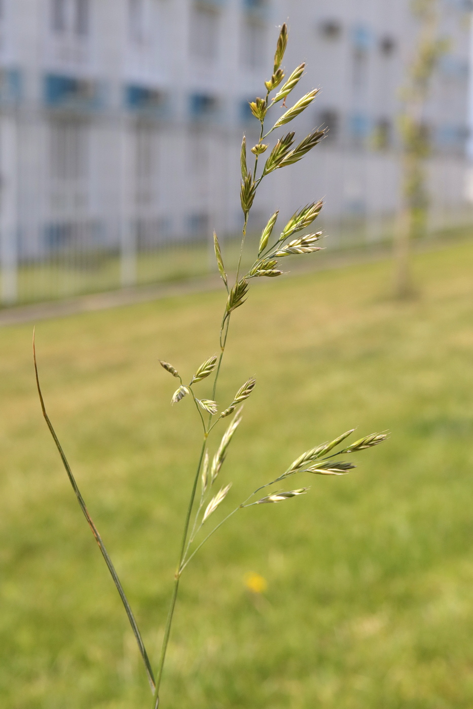 Изображение особи Festuca heteromalla.