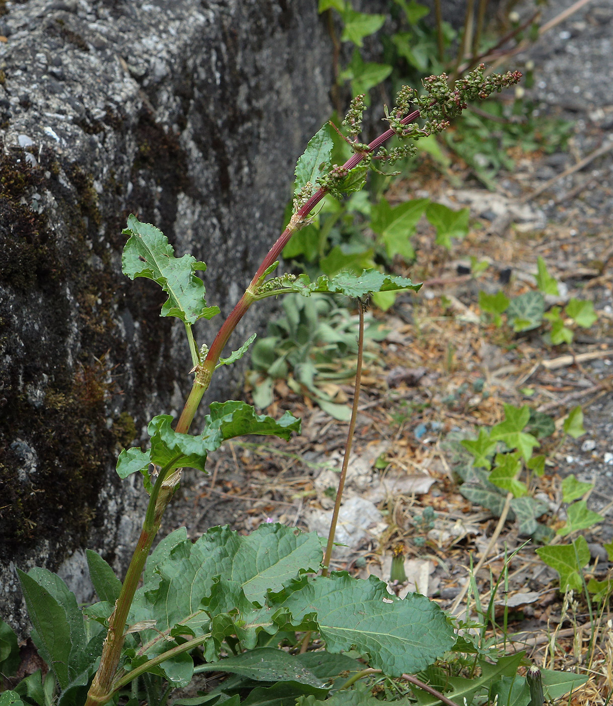 Image of genus Rumex specimen.