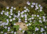 Смотреть изображение Veronica filiformis