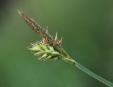 Carex nikolskensis
