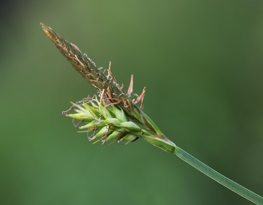 Изображение особи Carex nikolskensis.