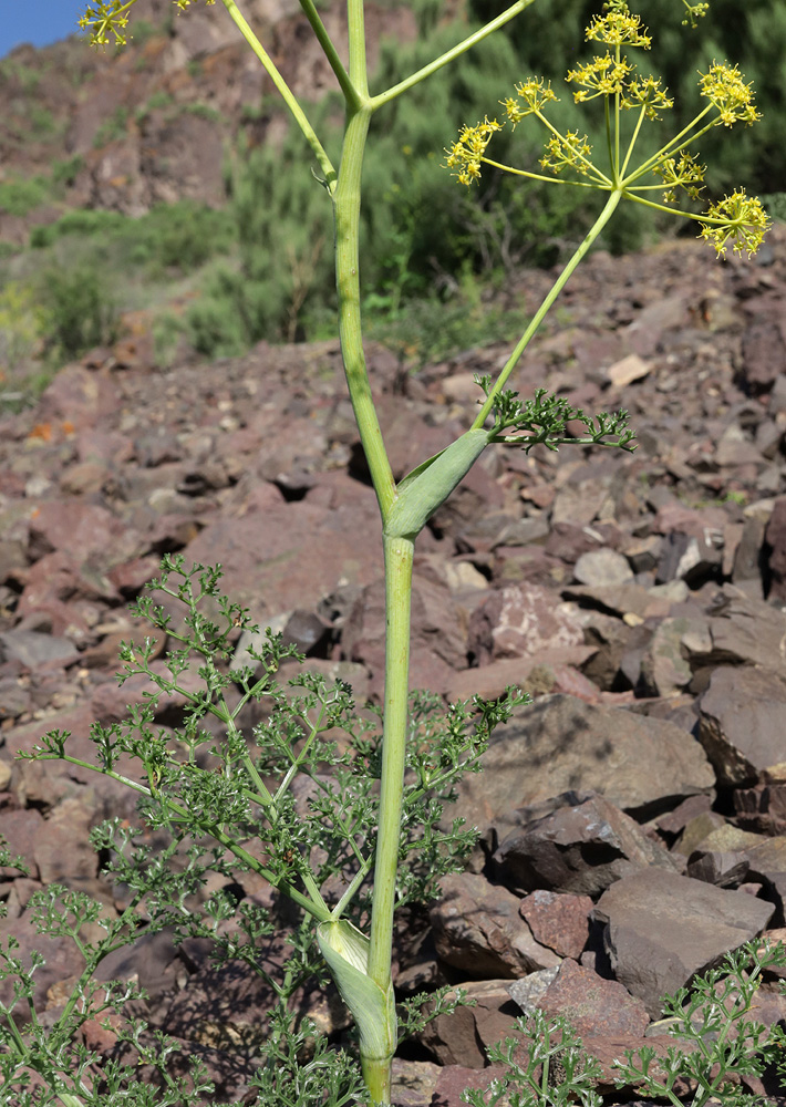 Изображение особи Ferula ovina.